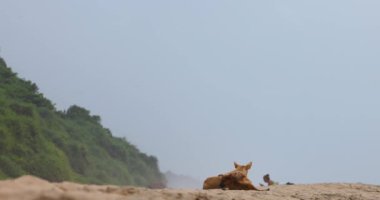 Yetişkin bir köpek elinde sopalarla sahilde yatıyor. Yavrular huzur içinde oynuyorlar. Deniz kıyısındaki tatil beldelerinde köpekler yaygındır. Sakin bir atmosfer. Yüksek kalite 4k görüntü