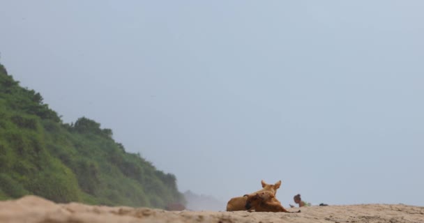 Взрослая Собака Лежит Пляже Палками Щенки Играют Мирно Собаки Распространены — стоковое видео