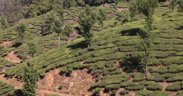 Munnar Kerala Indie Ledna 2023 Steadicam Záběr Čajových Plantáží Munnar — Stock video