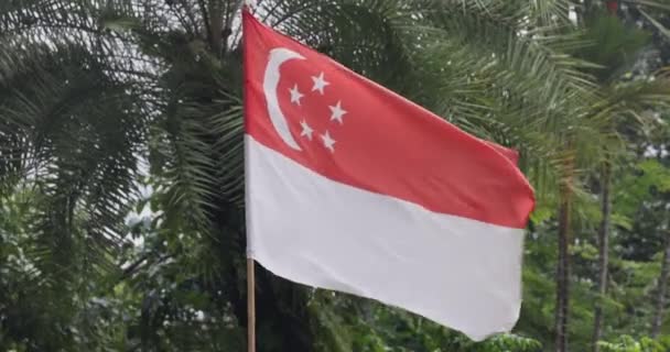 Větru Vlaje Několik Singapurských Vlajek Vysoce Kvalitní Záběry — Stock video