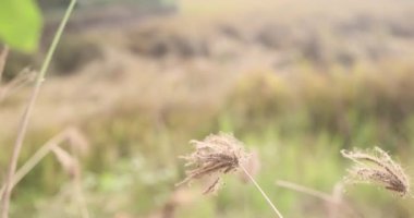Sazlıklar Rüzgarda ve Güneş ışınlarında sallanıyor. Vahşi otlar doğada savruluyor. Çayırda Reed Kuğularda. Çimenler doğada sonbahar tarlasında esiyor. Göl kenarındaki otlaya düşüyor.