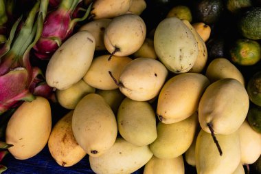 Bahçeden olgun sarı mango kokusu. Yüksek kalite fotoğraf