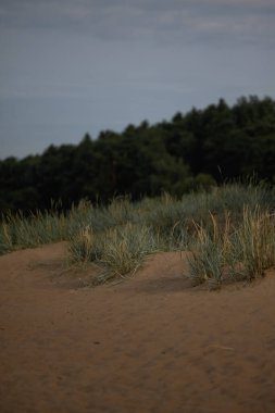 - Rusya. 29 Eylül 2023: Finlandiya Körfezi. Komarovo. Leningrad bölgesi. Komarovo 'da, Finlandiya Körfezi' nde gün batımı. - Evet. Yüksek kalite fotoğraf