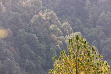 Beautiful tree in the mountain of Kashmir Pakistan With cloudy Weather . High quality photo clipart