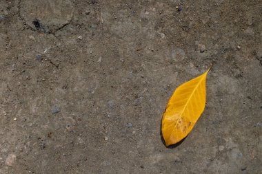 Düşen yapraklar yerde kurumaya başlıyor. Yüksek kalite fotoğraf