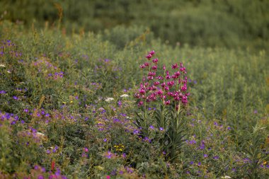 Bloom 'daki Pembe Yaban Çiçeği Çayırı, arka plan. Yüksek kalite fotoğraf