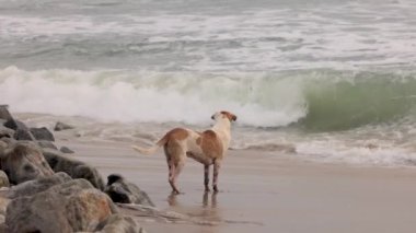 Asya 'da başıboş bir köpek okyanusa bakar ve sahil boyunca koşar. Yüksek kalite 4k görüntü