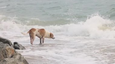Asya 'da başıboş bir köpek okyanusa bakar ve sahil boyunca koşar. Yüksek kalite 4k görüntü