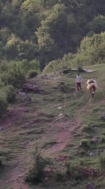 Dharamshala, Hindistan 'da bir dağ yamacında iki eşeğe liderlik eden bir adam. Yüksek kalite 4k görüntü