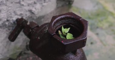 Bitki paslı bir borudan yetişir. Bitki mikrobu. Yeni bir hayat. Embriyo yerleştir. Ekoloji. Çevreyi koru. Su kaynağı borusu. Yüksek kalite 4k görüntü