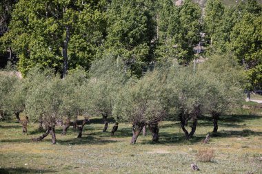 Yazın elma ağaçları vadisi, yazın doğa manzarası. Yüksek kalite fotoğraf