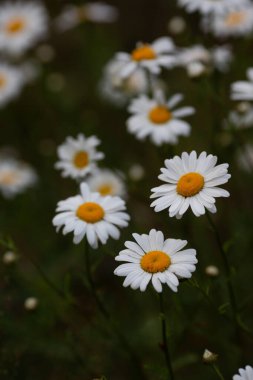 Papatya çayı ya da papatya çiçeği çalısı bir yaz günü yeşil yapraklar ve çimenlerin arka planında çiçek açar. Yüksek kalite fotoğraf