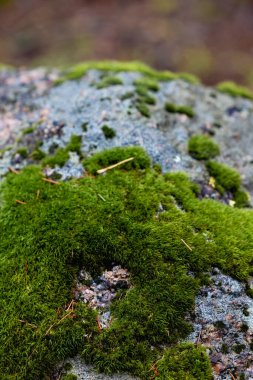 Kalp şeklinde bir taşın üzerinde büyüyen İskoç ya da İrlanda yosunu. Bahçeyi sevme kavramı. Yüksek kalite fotoğraf