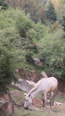 Himalayalar 'ın eteklerinde beyaz bir Himalayalı at. Yüksek kalite 4k görüntü