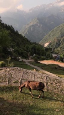  Bir at gün batımında Himalaya dağlarının arka planında otluyor. Yüksek kalite 4k görüntü