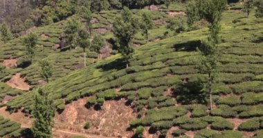 Munnar, Kerala, Hindistan 21 Ocak 2023: Munnar, Kerala, Hindistan 'daki çay tarlalarının düzenli çekimi. Yüksek kalite 4k görüntü