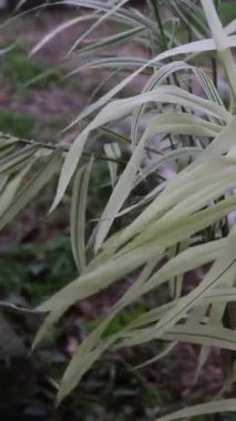 Çimlerde taze yeşil çimenler yaz günü rüzgarda sallanıyor, makro çekim, sığ alan derinliği. Yüksek kaliteli FullHD görüntüler