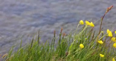 Yaz günü deniz suyuna karşı sarı çiçekler. Sandy Immortelle, latte. Helichrysum arenyumu, kuru çiçek, okyanus kıyısında yetişen bitkiler, nehir. Yüksek kalite 4k görüntü