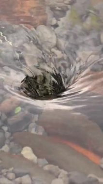 Sualtı girdabı saat yönünde döner. Su gideri. Yüksek kalite 4k görüntü