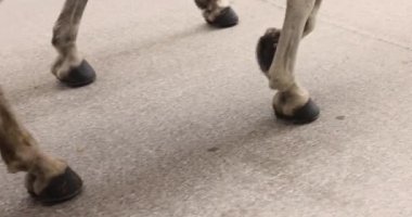 Kaldırımda at toynaklarını yakından çek, at arabasını bekle. Yüksek kalite 4k görüntü