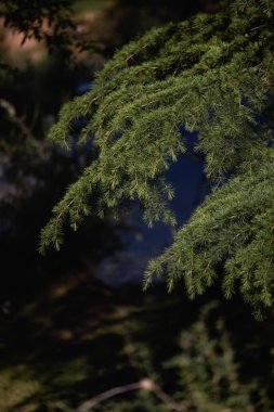 Noel ağacı dallarının arkaplanı. Yüksek kalite fotoğraf