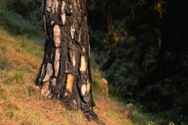 Orman yangınından sonra yanmış çam ağaçları. Ormanda yanmış çam kabuğu. Yaz orman yangını. Yüksek kalite fotoğraf