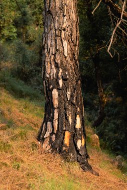 Burned pines after a forest fire. Black burned bark of pines in a woods. Summer forest fire aftremath. High quality photo clipart