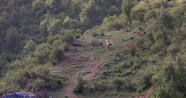 Dharamshala, Hindistan 'da bir dağ yamacında iki eşeğe liderlik eden bir adam. Yüksek kalite 4k görüntü