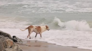 Asya 'da başıboş bir köpek okyanusa bakar ve sahil boyunca koşar. Yüksek kalite 4k görüntü