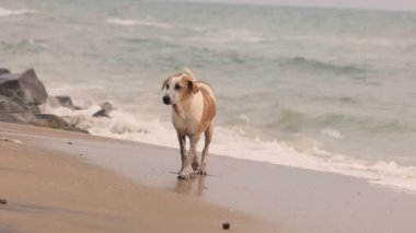 Asya 'da başıboş bir köpek okyanusa bakar ve sahil boyunca koşar. Yüksek kalite 4k görüntü