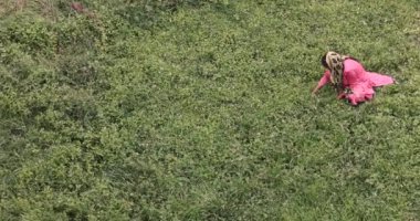 21 Haziran 2024 Hindistan, Himachal Pradesh eyaleti, McLeod Ganj köyü: Hintli bir kadın elleriyle çim biçiyor. Bir çiftçi ekim için tarlayı hazırlar. Yüksek kalite 4k görüntü