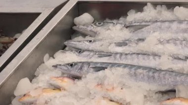 Pazardaki okyanus suyunun üzerindeki buzda bir sürü taze balık var Pomfret uskumrusu Sardalya Balığı Kahini Balık Ançüezli Barakuda Snapper Grouper Trevally. Yüksek kalite 4k görüntü