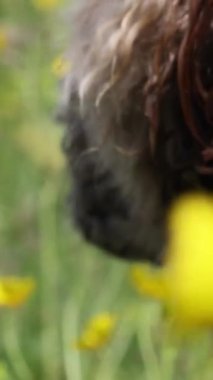 Dili sıcaktan sarkık bir köpek. Yüksek kalite 4k görüntü