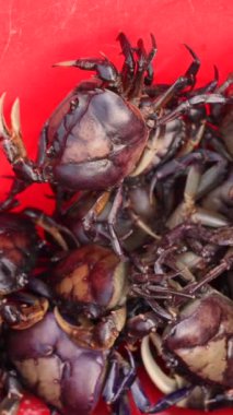Tayland yengeçleri kırsal pazarlarda satılmak üzere plastik konteynerlerde tutulur. Yüksek kalite 4k görüntü