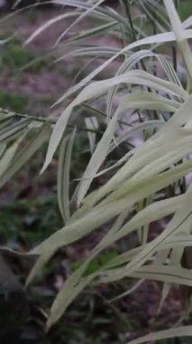 Çimlerde taze yeşil çimenler yaz günü rüzgarda sallanıyor, makro çekim, sığ alan derinliği. Yüksek kaliteli FullHD görüntüler