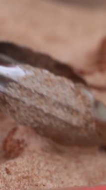 Ekmek kırıntıları ve şeker içinde yemek pişirmek. Yüksek kalite 4k görüntü