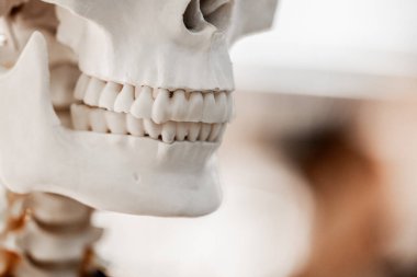  Diş hekimliği ve hastaların dişlerini tedavi eden dişçilere yardımcı olmak için insan iskeleti modelinin diş modeli. Yüksek kalite fotoğraf