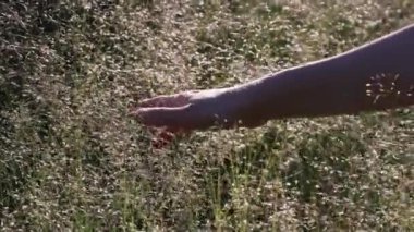 Beyaz yeşil çiçeklerle çim tarlasında hareket eden kız eli. Yavaş çekim sihirli yumuşak ışık. Doğa arka planına dokunmak, yüzükle el ele tutuşmak. Özgür ve mutlu, iyimser doğa çekimi.