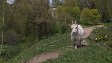  Tasmalı bir hayvan. İnsan ve hayvan. Hayvanlara zulüm. Ekoloji. Yüksek kalite 4k görüntü