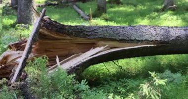 Güçlü bir rüzgâr tarafından yere serilmiş, büyük, kırık bir çam ağacının görüntüsü. Yüksek kalite 4k görüntü
