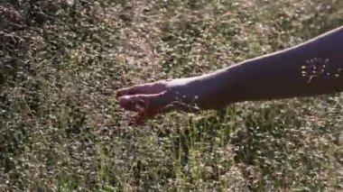 Beyaz yeşil çiçeklerle çim tarlasında hareket eden kız eli. Yavaş çekim sihirli yumuşak ışık. Doğa arka planına dokunmak, yüzükle el ele tutuşmak. Özgür ve mutlu, iyimser doğa çekimi.