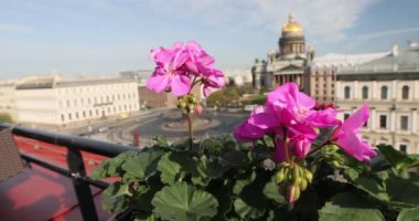 St. Petersburg 'daki Saint Isaacs Katedrali ve Rusya' nın kültür merkezi yaz sabahı manzarası. Yüksek kalite 4k görüntü