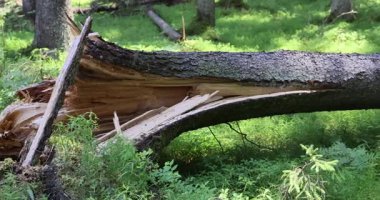 Güçlü bir rüzgâr tarafından yere serilmiş, büyük, kırık bir çam ağacının görüntüsü. Yüksek kalite 4k görüntü