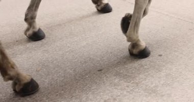 Kaldırımda at toynaklarını yakından çek, at arabasını bekle. Yüksek kalite 4k görüntü