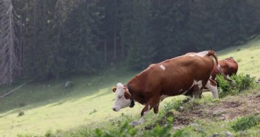 Çayırda boynunda çan olan İsviçre ineği. Yüksek kalite fotoğraf