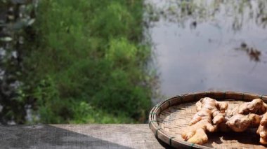 Taze toplanmış zencefil kökü bir bambu tabağında su zeminine karşı. Yemek pişirmek için zencefil. Yüksek kalite 4k görüntü
