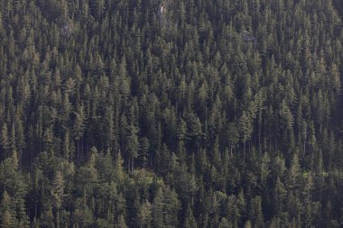 Ağaçların dağ yamacında taze, yemyeşil çam ağacı ormanı. Yüksek kalite fotoğraf
