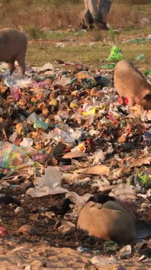 Çöplükte çöpleri karıştıran bir grup domuz. Yüksek kalite 4k görüntü