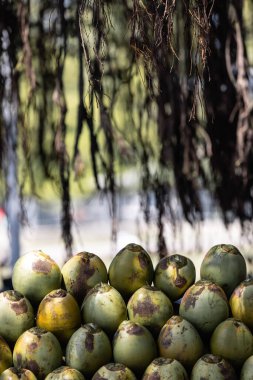 Yere hindistan cevizi meyvesi yığını. Yüksek kalite fotoğraf