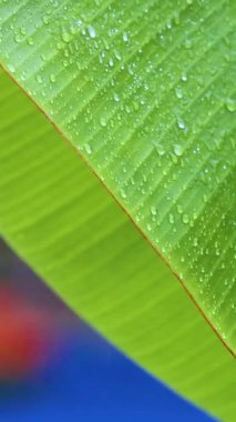 Taze nane yaprağından damlayan su damlası. Macro ve Slow Motion 'daki Home Garden. Yüksek kalite 4k görüntü